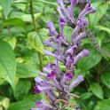Buddleja lindleyana fleur detail P11